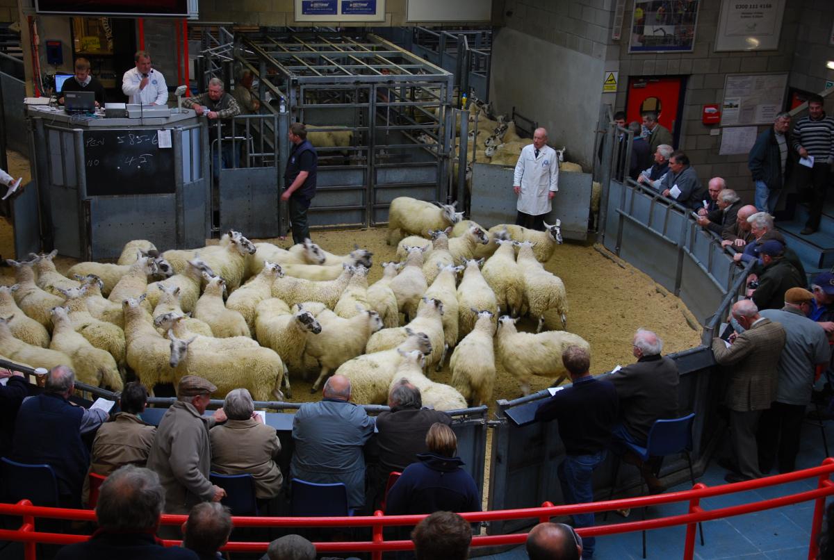 Sheep Sale at Thainstone Mart